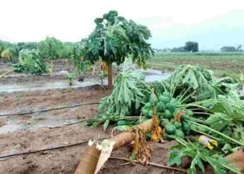 अवकाळी पावसाचं थैमान, केळी, मिरची, डाळिंब, ऊस, कांदा पिकांचं नुकसान; 12 जनावरांचा मृत्यू