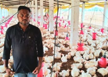 वीज पुरवठा खंडित झाल्याने ५०० कोंबड्यांचा मृत्यू, दिड लाखांचे नुकसान