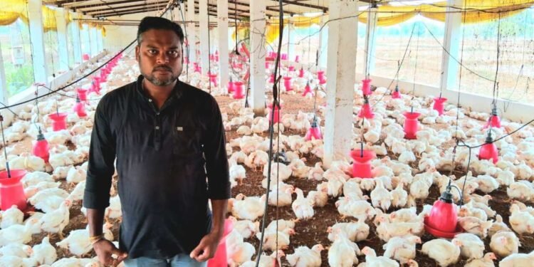 वीज पुरवठा खंडित झाल्याने ५०० कोंबड्यांचा मृत्यू, दिड लाखांचे नुकसान