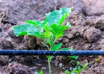 सोलापूर – ठिबक, तुषार सिंचन योजनेचा शेतकऱ्यांना लाभ घेण्याचे आवाहन