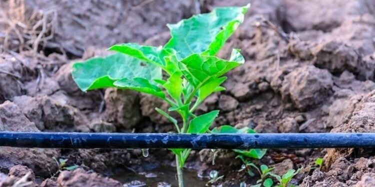 सोलापूर – ठिबक, तुषार सिंचन योजनेचा शेतकऱ्यांना लाभ घेण्याचे आवाहन