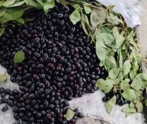 वाटुर च्या बाजारात जांभूळ आगमन