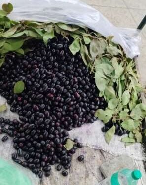 वाटुर च्या बाजारात जांभूळ आगमन