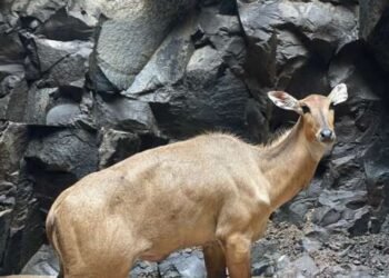 आढा शिवारात विहिरीत पडले तीन रोही. दोघांचा मृत्यू , एकाला वाचविण्यात रॅपिड रेस्क्यू पथकाला यश .