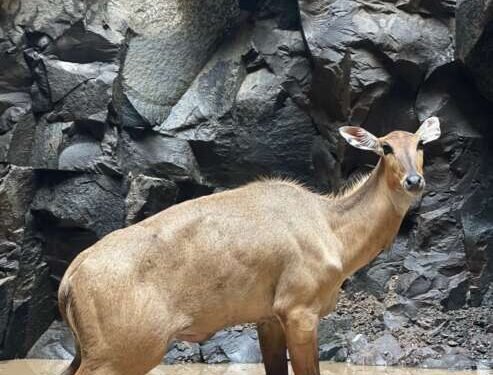 आढा शिवारात विहिरीत पडले तीन रोही. दोघांचा मृत्यू , एकाला वाचविण्यात रॅपिड रेस्क्यू पथकाला यश .