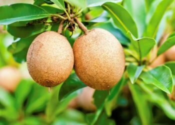 चिकू फळपिकासाठी फळपिक विमा योजनेत सहभागी होण्याची अंतिम मुदत 30 जून