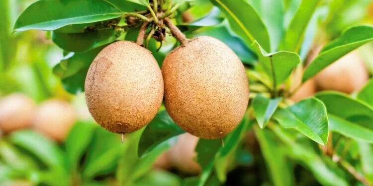 चिकू फळपिकासाठी फळपिक विमा योजनेत सहभागी होण्याची अंतिम मुदत 30 जून