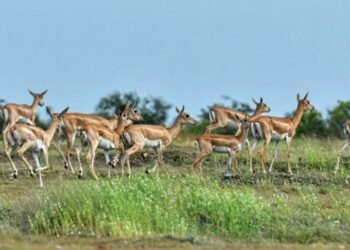 डुकर, हरणं, दौऱ्यांवर वनविभाग वाऱ्यांवर !