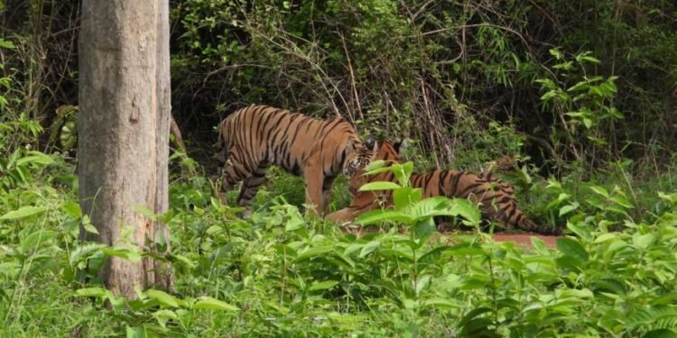आता ताडोबा बफर झोनमध्ये मान्सून पर्यटन, कोअरचे दरवाजे बंद