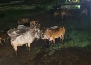 भंडारा : जाणाऱ्या 133 गोवंशाची सुटका