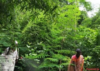 गाव ‘टॅंकर भरोसे’ ;सविता शेळके यांनी हिरवागार केला घनवन प्रकल्प