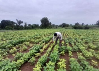 सोयाबीन पिकावर येलो मोझॅक रोगाचा प्रादुर्भाव; पिके उपटून टाकण्याची शेतकऱ्यांवर वेळ