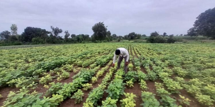 सोयाबीन पिकावर येलो मोझॅक रोगाचा प्रादुर्भाव; पिके उपटून टाकण्याची शेतकऱ्यांवर वेळ