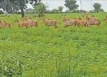 बारड शिवारात रोही प्राण्याचा धुमाकूळ शेतकऱ्यांच्या पिकांची नासाडी