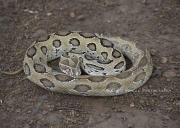 बहरलेल्या पिकांमध्ये वाढतोय सापांचा संचार