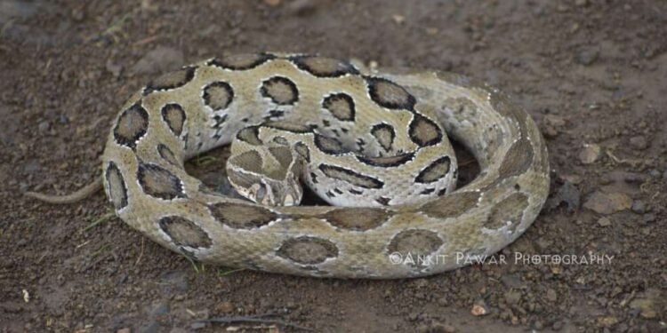 बहरलेल्या पिकांमध्ये वाढतोय सापांचा संचार