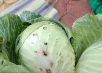 जिल्हा परिषद शाळेत पोषण आहारात वापरला सडलेला भाजीपाला