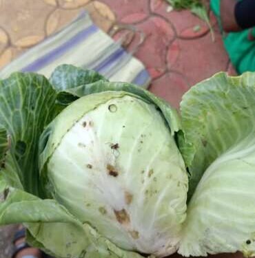 जिल्हा परिषद शाळेत पोषण आहारात वापरला सडलेला भाजीपाला