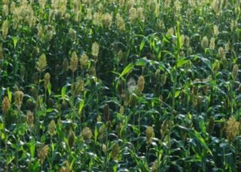 अंबड घनसावंगी तालुक्यात पावसाचा खंड; खरीप पिके तहानली