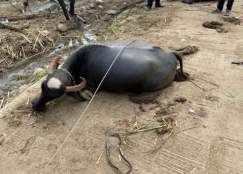 डोणगांव येथे विजेच्या शॉकने दोन म्हशी दगावल्या