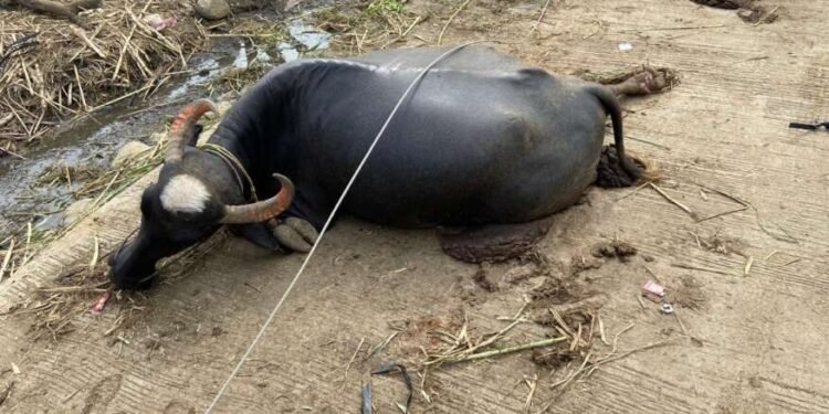 डोणगांव येथे विजेच्या शॉकने दोन म्हशी दगावल्या