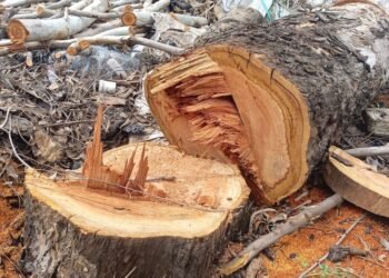 एमआयडीसी परिसरात झाडांची विना परवानगी कत्तल