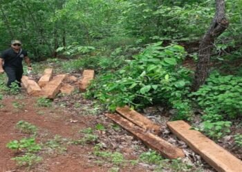 मेळघाटात सागवान तस्करी उघड, आंतरराज्यीय टोळी गजाआड