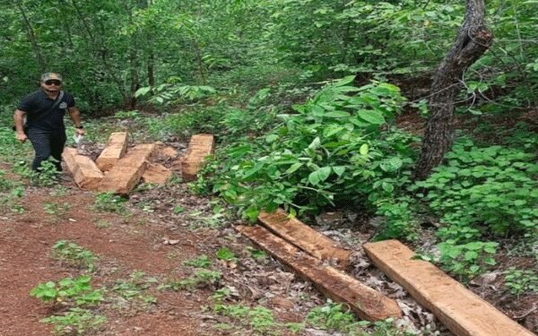 मेळघाटात सागवान तस्करी उघड, आंतरराज्यीय टोळी गजाआड