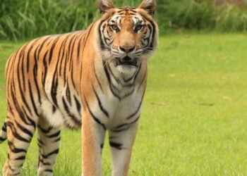 पोहरा, चिरोडीच्या जंगलात वाघाचे आगमन, पावसाळ्यात कागदावर सुचना चिपकविण्याचा प्रताप