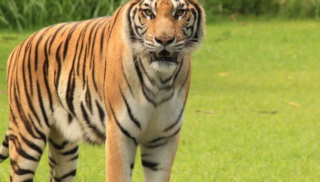 पोहरा, चिरोडीच्या जंगलात वाघाचे आगमन, पावसाळ्यात कागदावर सुचना चिपकविण्याचा प्रताप