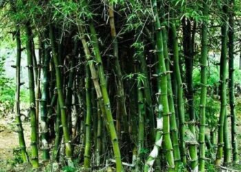 रायगड : बांबू लागवडीचा शेतकऱ्यांना लाभ घेण्याचे आवाहन