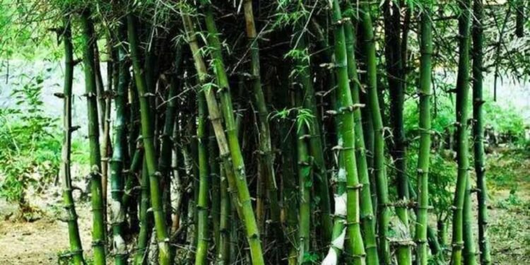रायगड : बांबू लागवडीचा शेतकऱ्यांना लाभ घेण्याचे आवाहन