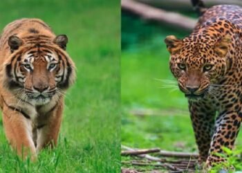 कडकनाथवाडी शिवारात नेमकं कोण? बिबट्या की वाघ? दहशतीचं वातावरण!