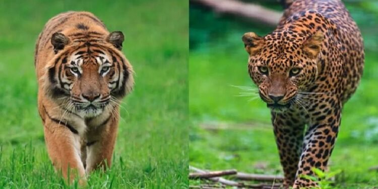 कडकनाथवाडी शिवारात नेमकं कोण? बिबट्या की वाघ? दहशतीचं वातावरण!