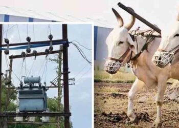 शेतात कोळपणीदरम्यान विजेचा शॉक; शेतकऱ्याचा बैल जागीच मृत