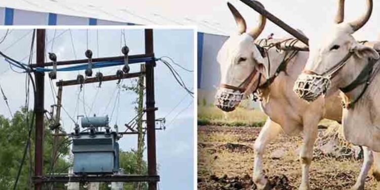शेतात कोळपणीदरम्यान विजेचा शॉक; शेतकऱ्याचा बैल जागीच मृत