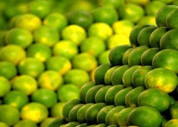 बाजारात मोसंबीच्या दरात घटते सूर, शेतकरी चिंतेत!