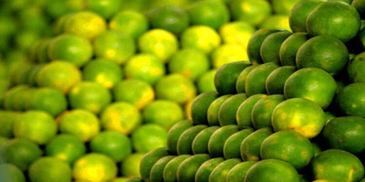 बाजारात मोसंबीच्या दरात घटते सूर, शेतकरी चिंतेत!