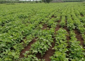 जोरदार पावसाने शेतकऱ्यांना मोठा दिलासा; पिकांना नवसंजीवनी मिळाली!