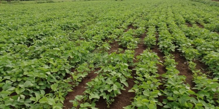 जोरदार पावसाने शेतकऱ्यांना मोठा दिलासा; पिकांना नवसंजीवनी मिळाली!