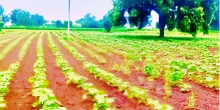 श्रावणात पडलेल्या पावसामुळे शेतीला बळ; शेतकरी सुखावले!