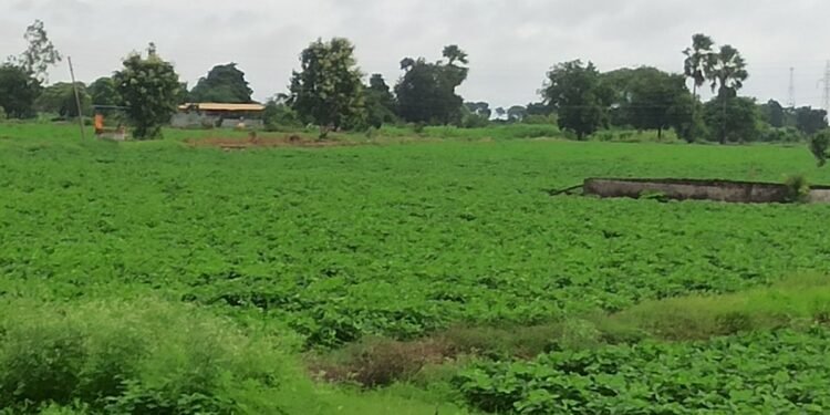 “पंचमीच्या मुहूर्तावर वरुणराजाचे वरदान; नायगांव तालुक्यात खरीप पिकांचे पुनरुज्जीवन”