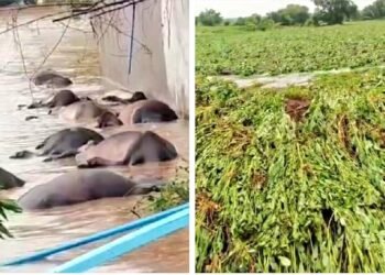 हदगाव-हिमायतनगरमध्ये पूरस्थिती; शेतकऱ्यांना तातडीची मदत मिळावी : आ. बाबुराव कदम कोहळीकर