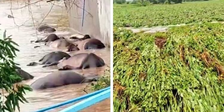 मुखेड तालुक्यात  महापूरामुळे मोठ्या प्रमाणात जीवित व आर्थिक हानी