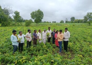 येलो मोझॅक रोगामुळे शेतकरी बांधव चिंतेत!