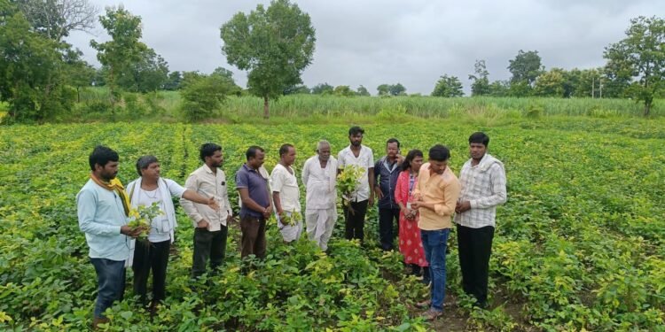 येलो मोझॅक रोगामुळे शेतकरी बांधव चिंतेत!