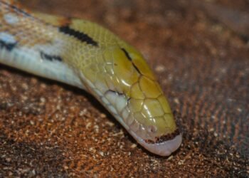 डोळे नसलेल्या सापाची आंतरराष्ट्रीय स्तरावर नोंद; सोलापूरचे शिंदे व पुण्याचे कानस्कर यांचे संशोधन