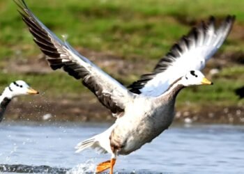 सांगोला तालुक्यातील बुद्धेहाळ तलाव येथे परदेशी राजहंस दाखल