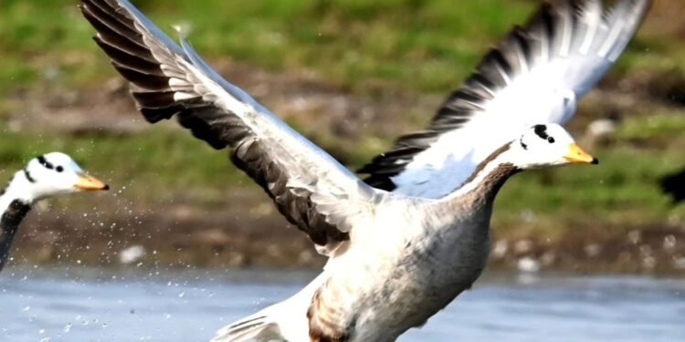 सांगोला तालुक्यातील बुद्धेहाळ तलाव येथे परदेशी राजहंस दाखल