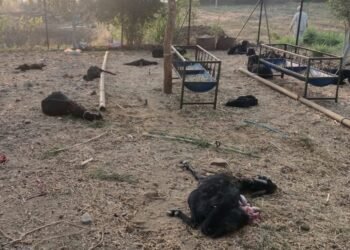 बार्शी तालुक्यातील खामगाव येथे हिंसक प्राण्याचा शेळ्यांवर हल्ला